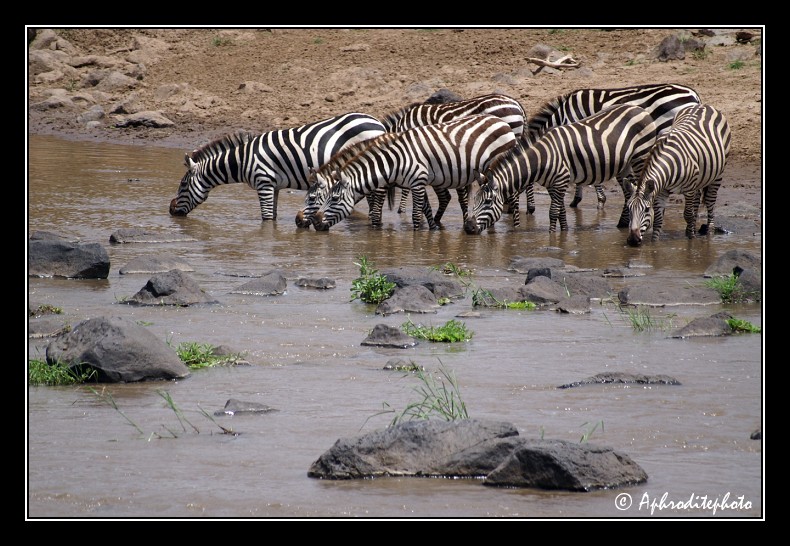 46 Safari Kenya
